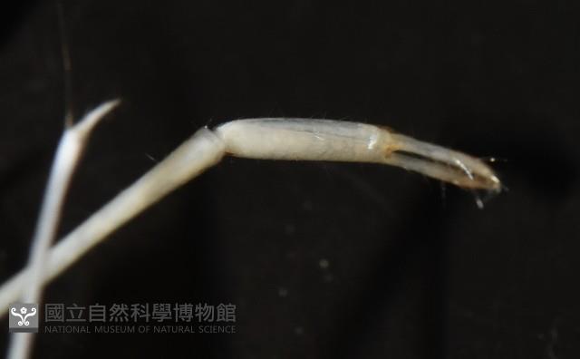 澳洲(南海)沼蝦藏品圖，第7張