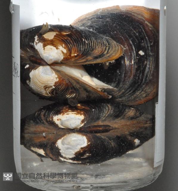 台灣蜆藏品圖，第7張