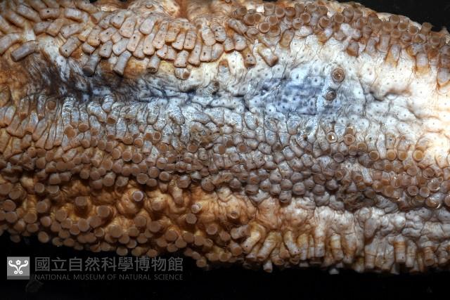 格皮氏海參藏品圖，第7張