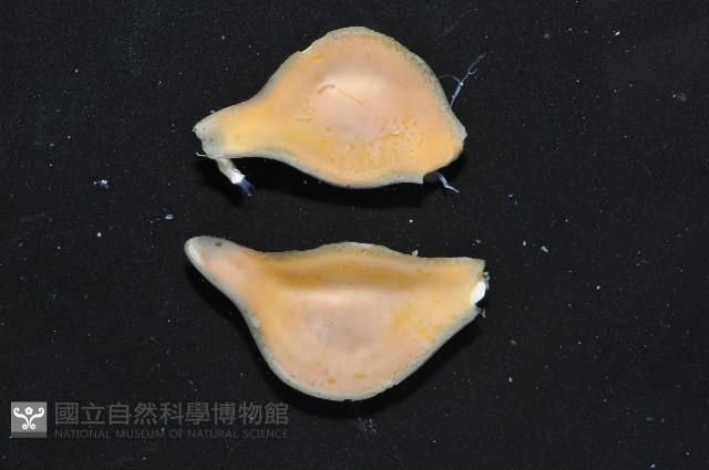 大塚薄泡螺藏品圖，第7張