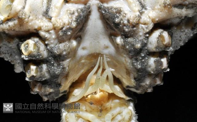 強壯菱蟹藏品圖，第7張