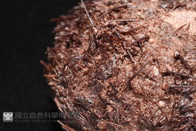 魯氏硬海膽藏品圖，第7張