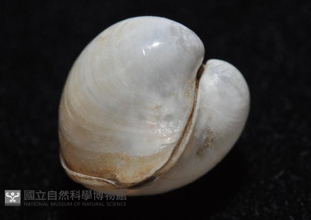 渾滾砂蛤藏品圖，第7張