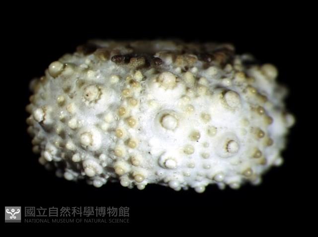 環棘深淵沙棱海膽藏品圖，第7張