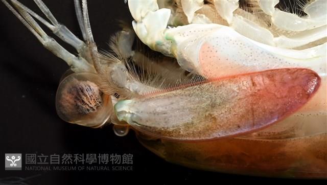 脊尾齒指蝦蛄藏品圖，第7張
