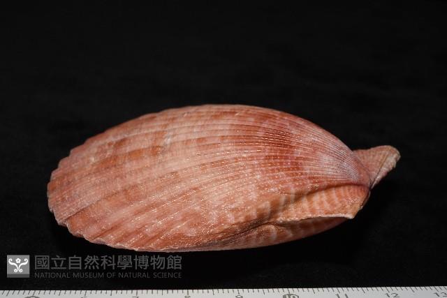 澳洲海扇蛤藏品圖，第7張