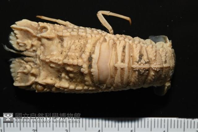 皺褶蟬蝦藏品圖，第7張