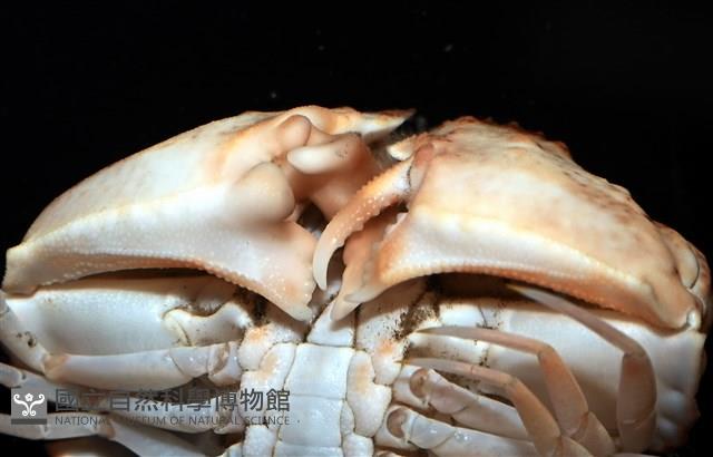 四斑饅頭蟹藏品圖，第7張
