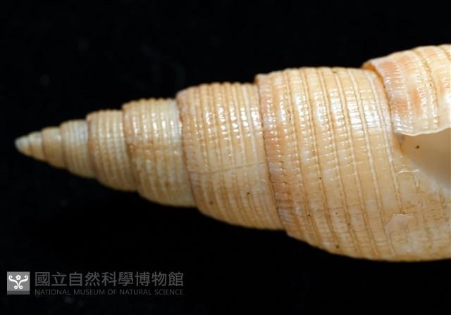 靈犀筆螺藏品圖，第7張