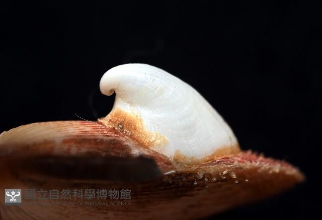 茉莉花偏蓋螺藏品圖，第7張