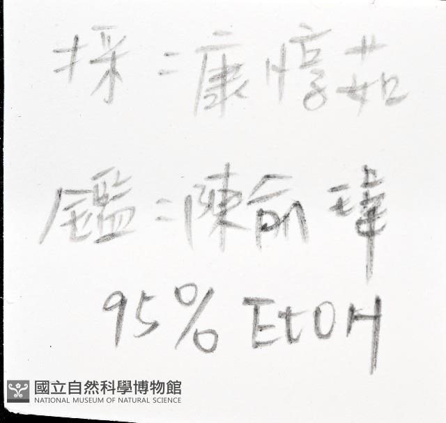 白肋蜑螺藏品圖，第7張