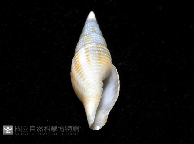 平稜筆螺藏品圖，第7張