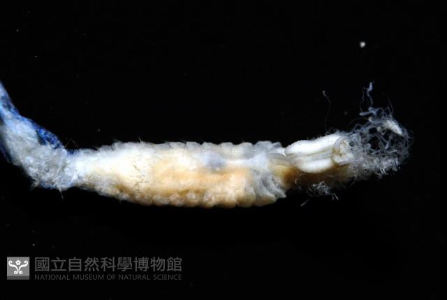 八里梳鰓蟲藏品圖，第7張