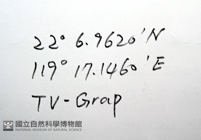 平端深海殼菜蛤藏品圖，第7張
