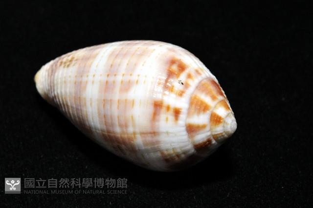 姆指筆螺藏品圖，第7張