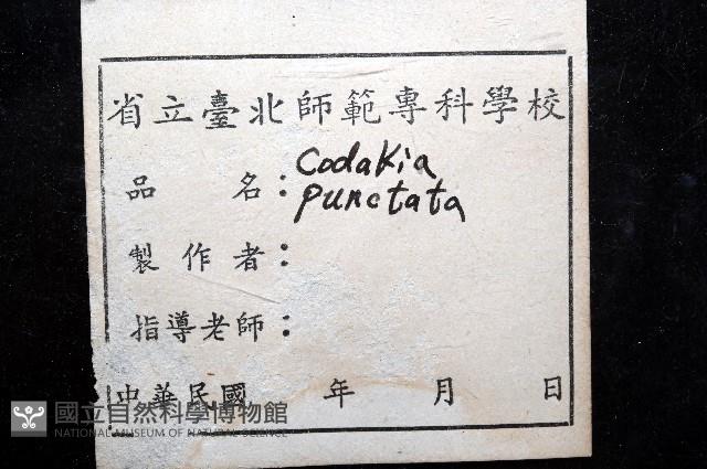 滑頂薄殼鳥尾蛤藏品圖，第7張