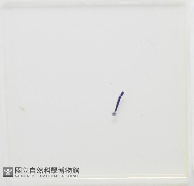 新種葉槽絛蟲藏品圖，第7張