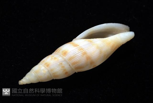 莫三比克布紋螺藏品圖，第7張