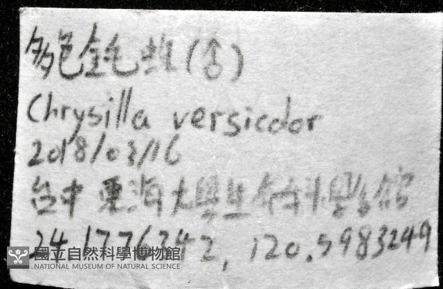 多色金毛蛛藏品圖，第7張