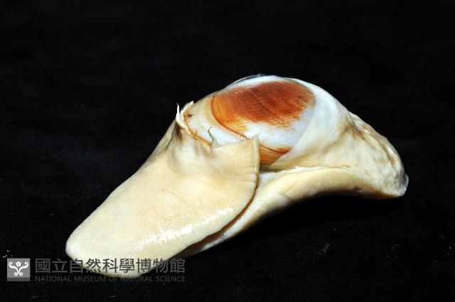 未知種扁玉螺藏品圖，第7張