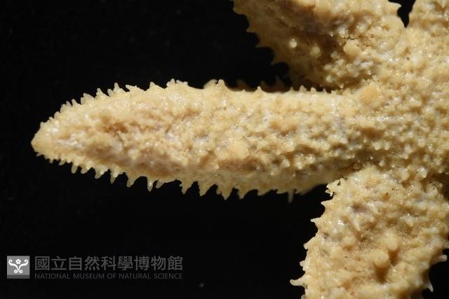 未知種海盤車藏品圖，第7張