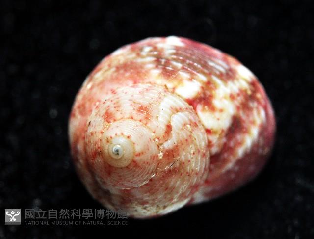 精靈蠑螺藏品圖，第7張