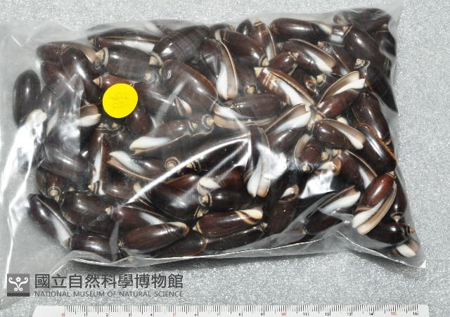 蠟燭榧螺藏品圖，第7張