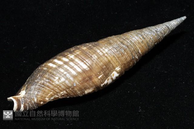 智慧筆螺藏品圖，第7張