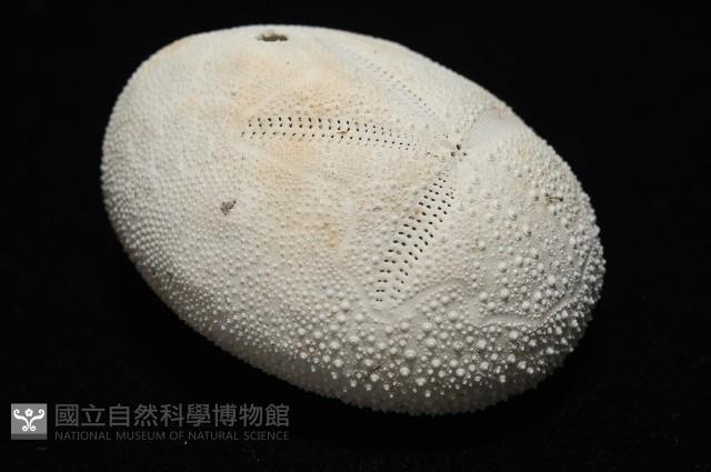 脊背壺海膽藏品圖，第7張