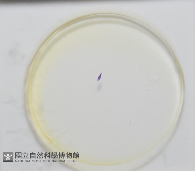 新種棘槽絛蟲藏品圖，第7張