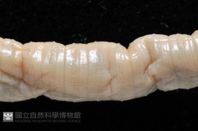 季風遠環蚓藏品圖，第7張
