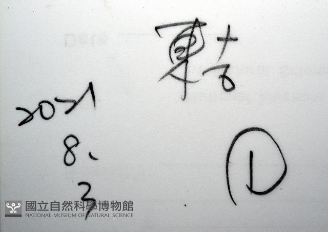 未知種鎧甲蝦藏品圖，第7張