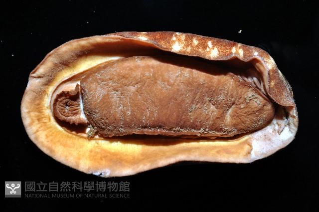 錦石鱉藏品圖，第7張