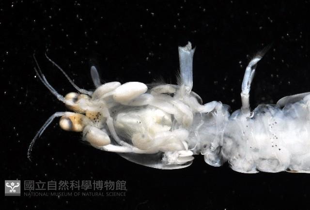 豹斑幼嫩蝦蛄藏品圖，第7張