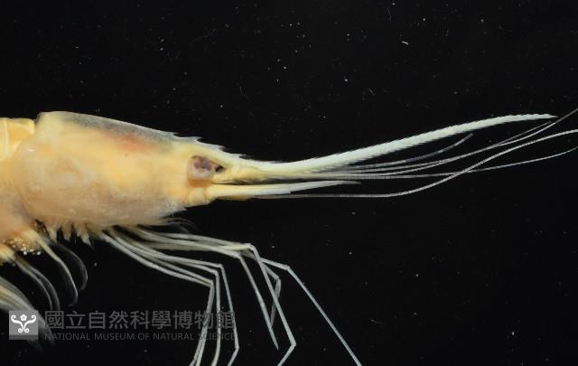 新種柯氏紅蝦藏品圖，第7張