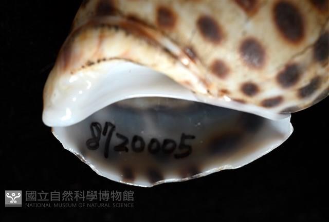 婆羅洲鳳螺藏品圖，第7張