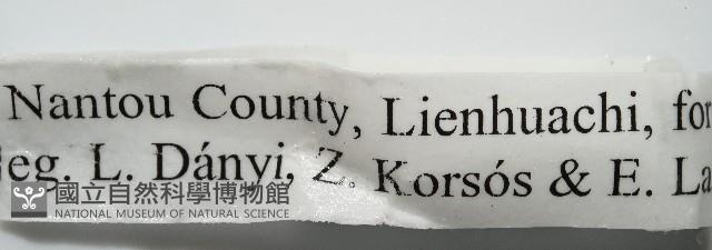 條紋木球馬陸藏品圖，第7張