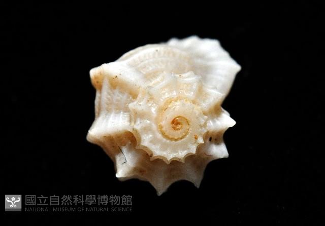 城堡花冠螺藏品圖，第7張