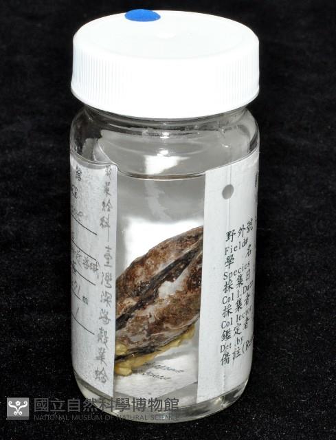 臺灣深海殼菜蛤藏品圖，第7張