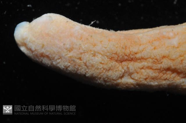 未知種海仙人掌藏品圖，第7張