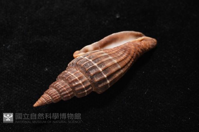 三線蛹筆螺藏品圖，第7張