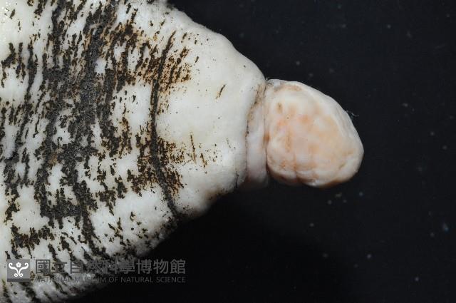 未知種海葵(海葵目)藏品圖，第7張