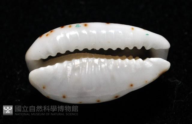 瘦熊寶螺藏品圖，第7張