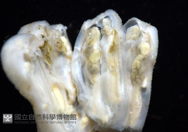 未知種海鞘藏品圖，第7張