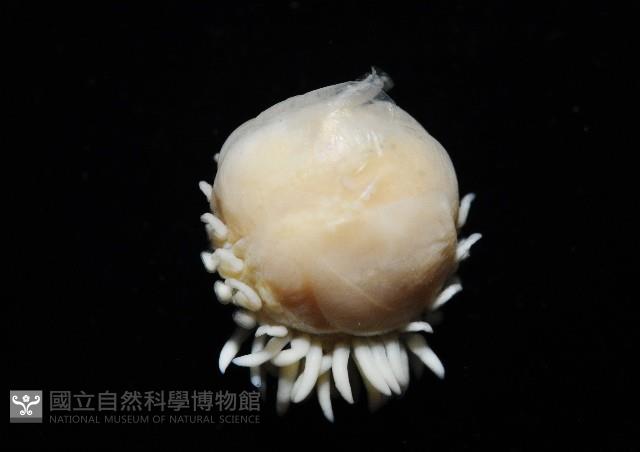 中華淺鰓虱藏品圖，第7張