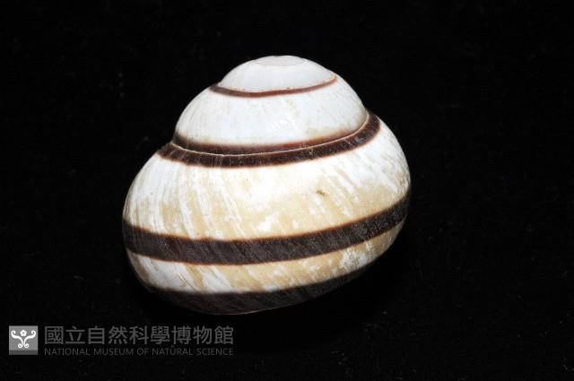 黑白光澤蝸牛藏品圖，第7張