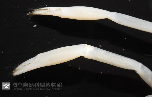 未知種折尾蝦藏品圖，第7張