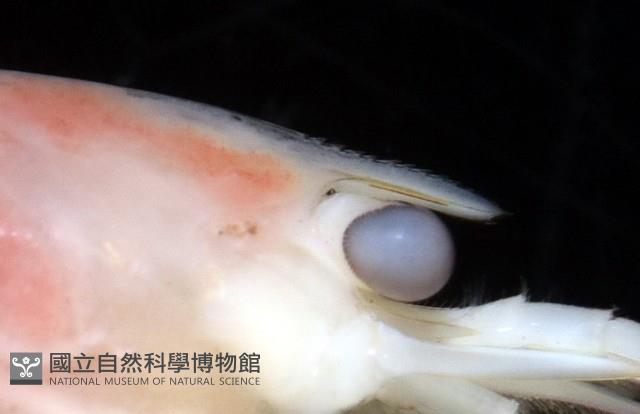 湧泉新米蝦藏品圖，第7張