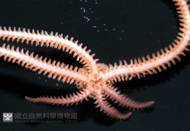 未知種陽燧足藏品圖，第7張
