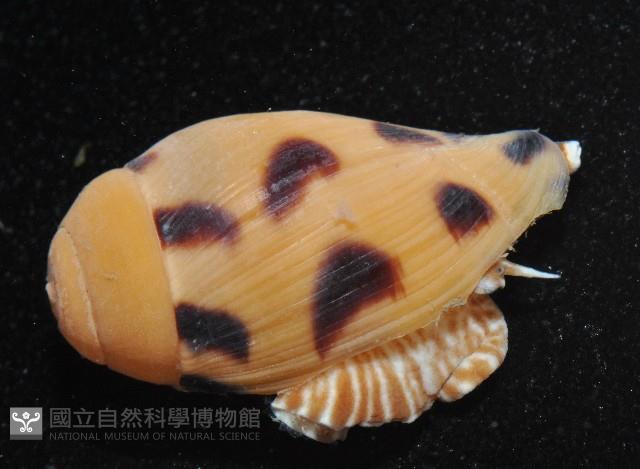 椰子螺藏品圖，第7張